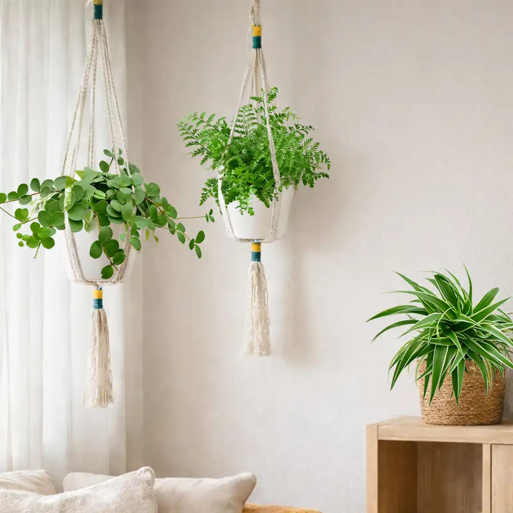 Mix & Match 3er Box Ungiftige Hängpflanzen