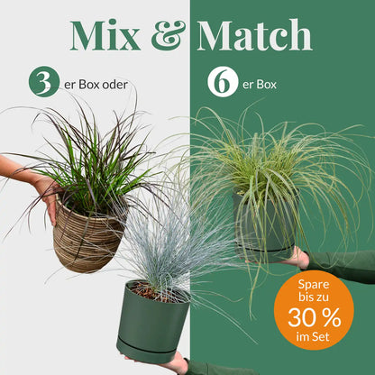 Mix & Match, Pflanzenbox selber zusammenstellen, Lieblingspflanzen aussuchen, Gräser für Sommer, Garten und Terasse, Gras Pennisetum Rubrum, Carex Gras Evergold, Gras Festuca 