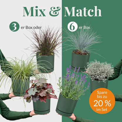 Mix & Match Lavendelpflanzen