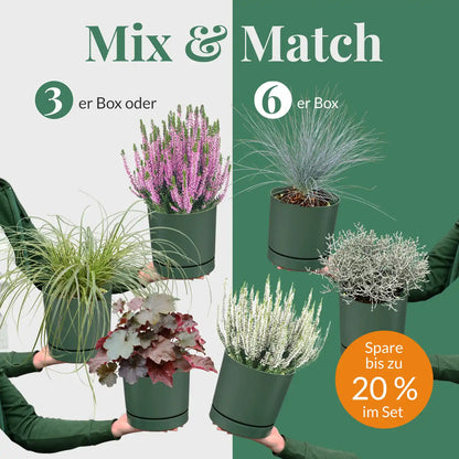 Mix & Match Winterharte Herbstpflanzen