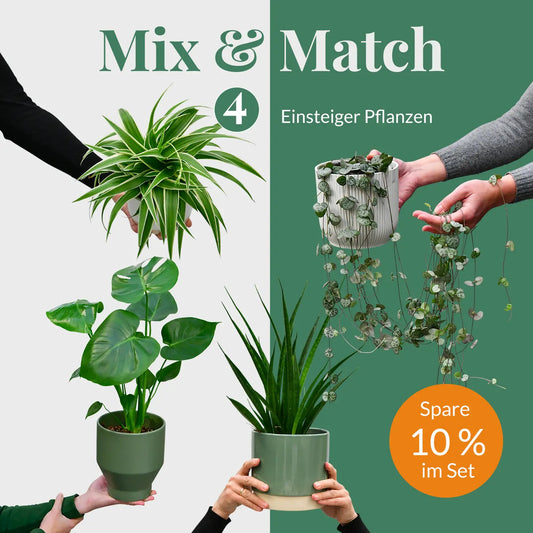 Mix & Match 4er Box Einsteiger Pflanzen