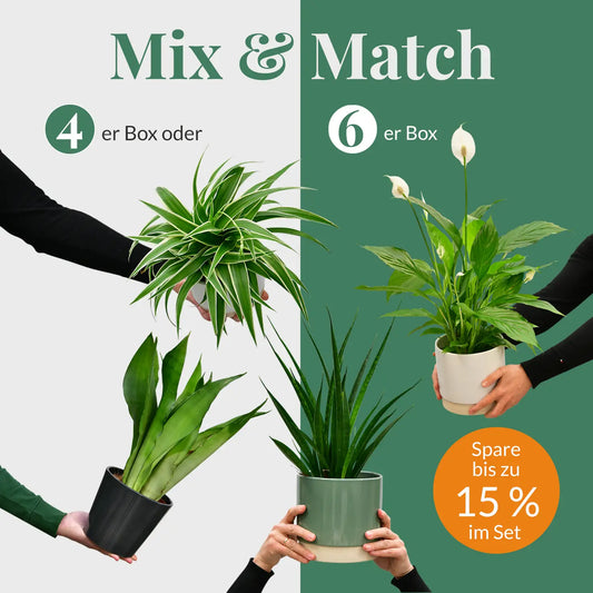 Mix & Match Box Pflanzen für wenig Licht