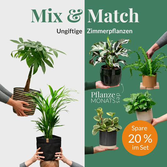 Mix & Match Katzenfreundliche Pflanzen