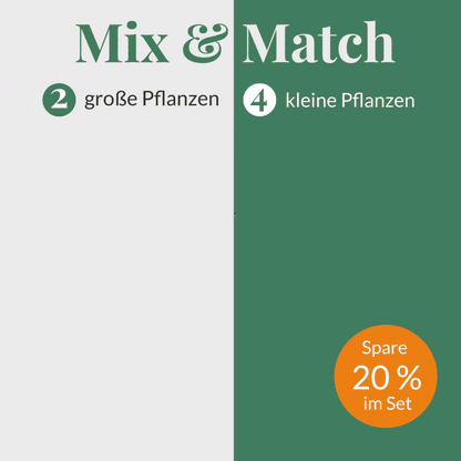 Mix und Match tierfreundliches Set Zimmerpflanzen Pachira Farn Zwergpfeffer 