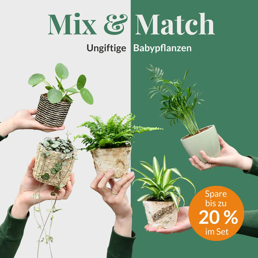 Mix & Match Tierfreundliche Babypflanzen