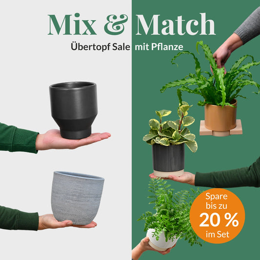 Mix & Match Übertopf Sale mit passender Pflanze