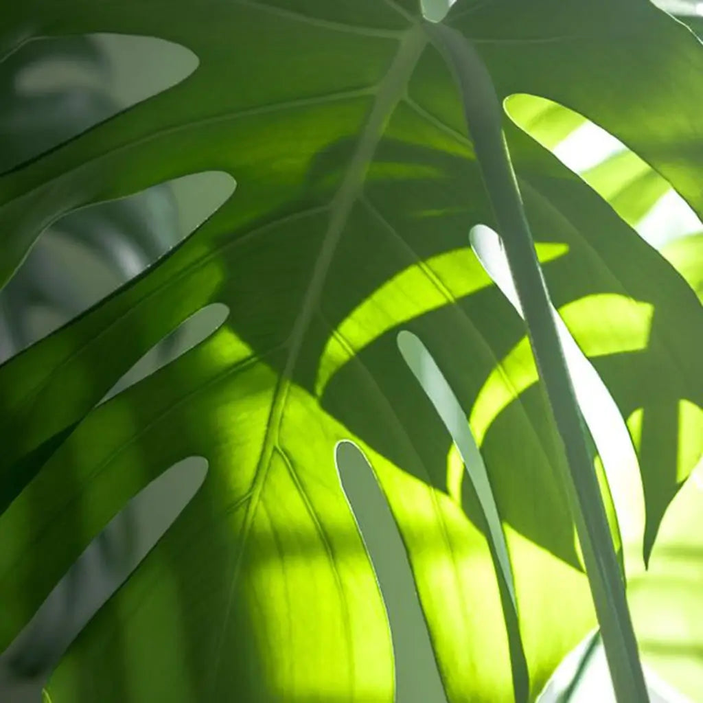 Monstera Blatt mit Lichtspiel