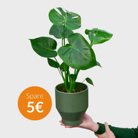 SPECIAL OFFER Monstera No.14