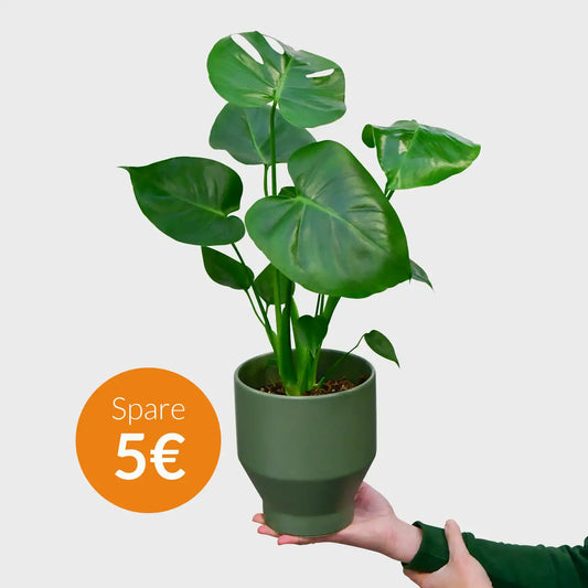 SPECIAL OFFER Monstera No.14