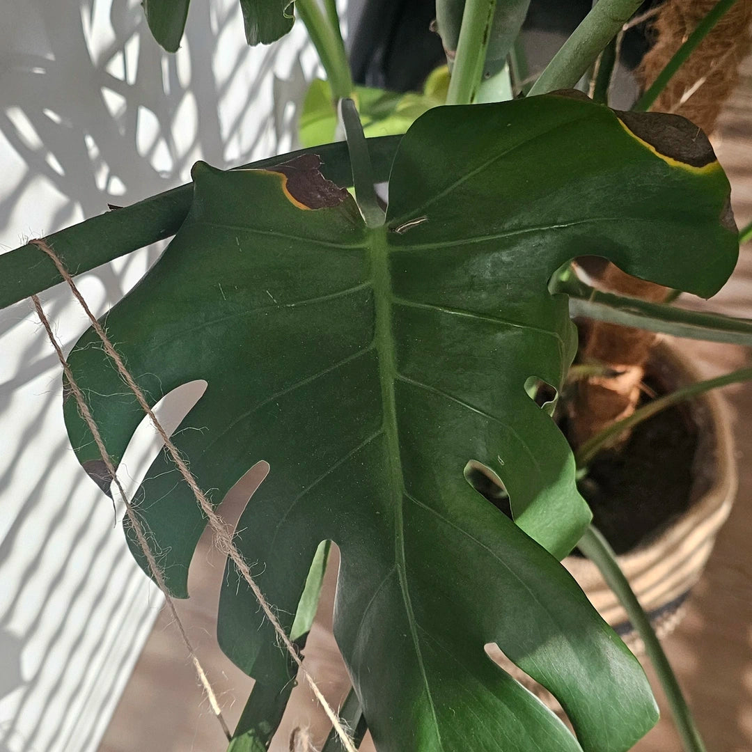 Monstera deliciosa mit vertrockneten Blattspitzen und gelblich-braunen Rändern am Blatt durch Trockenheit