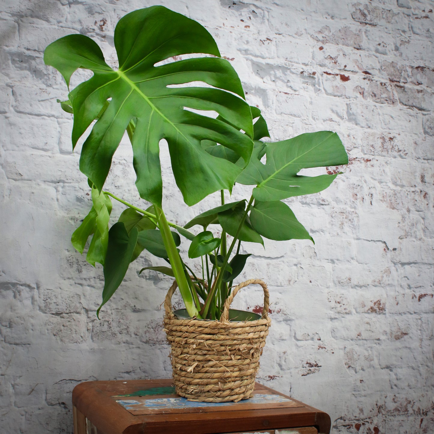 SPECIAL OFFER 2 für 1 Monstera
