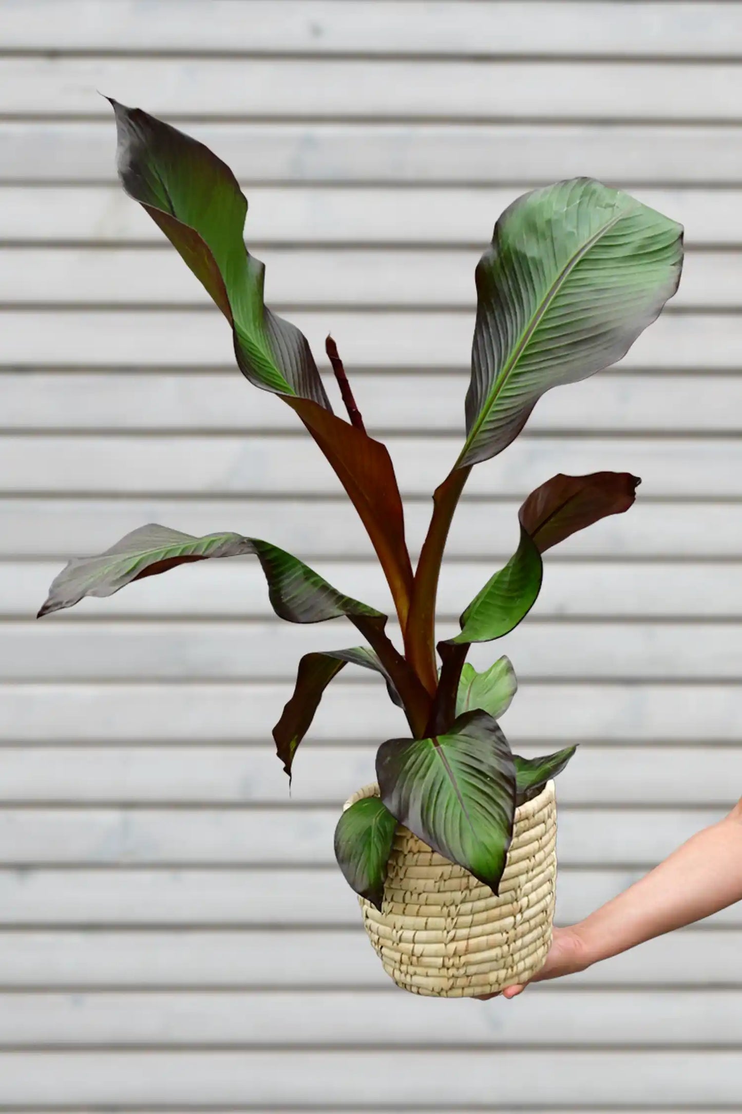 rote Bananenpflanze Maurelli Gartenpflanze Balkonpflanze 