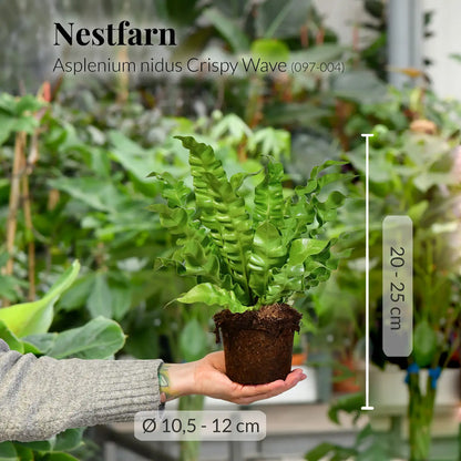 GREEN WEEK 6er Box tierfreundliche Pflanzen