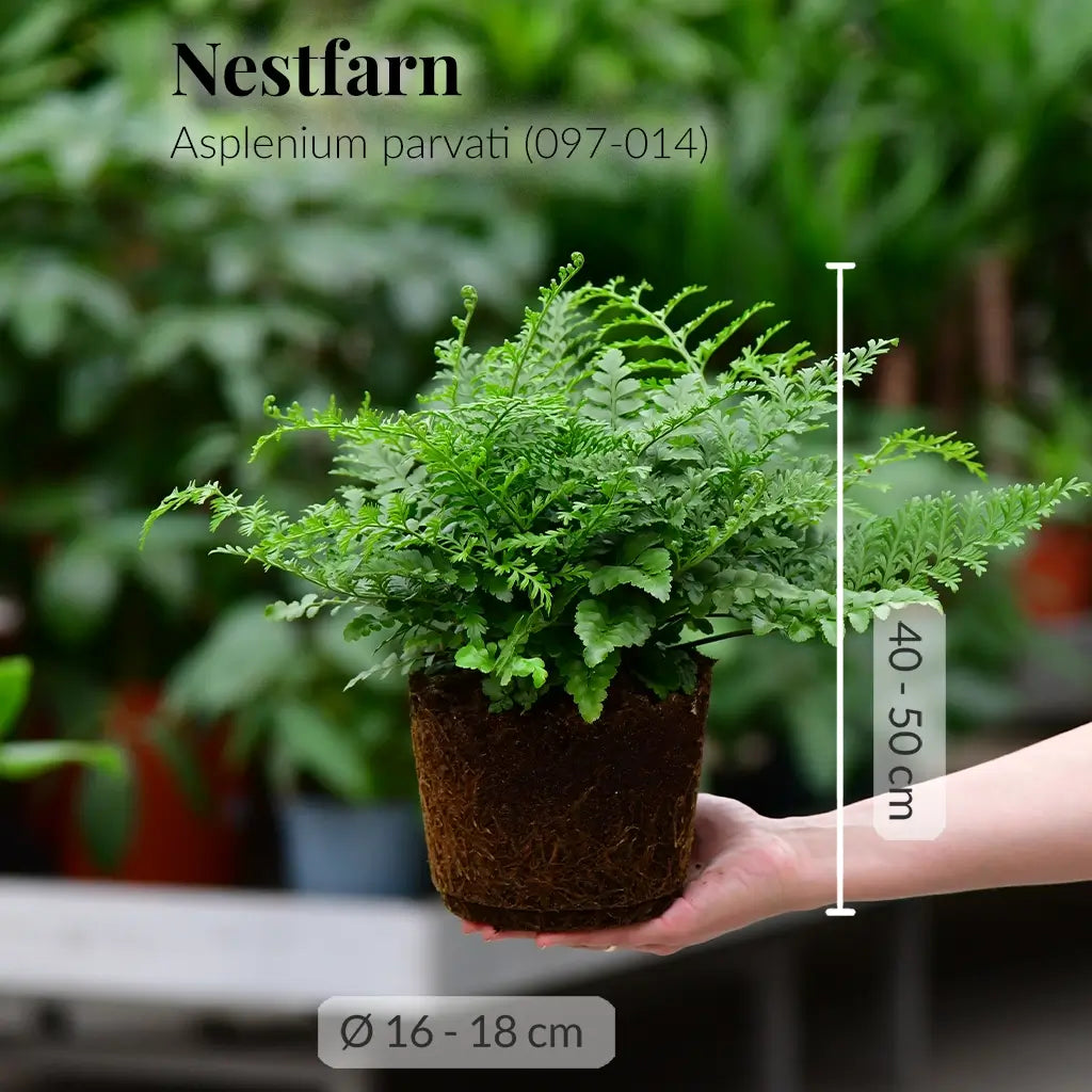 Frischer Nestfarn mit gesunden Wurzeln direkt beim GÄrtner