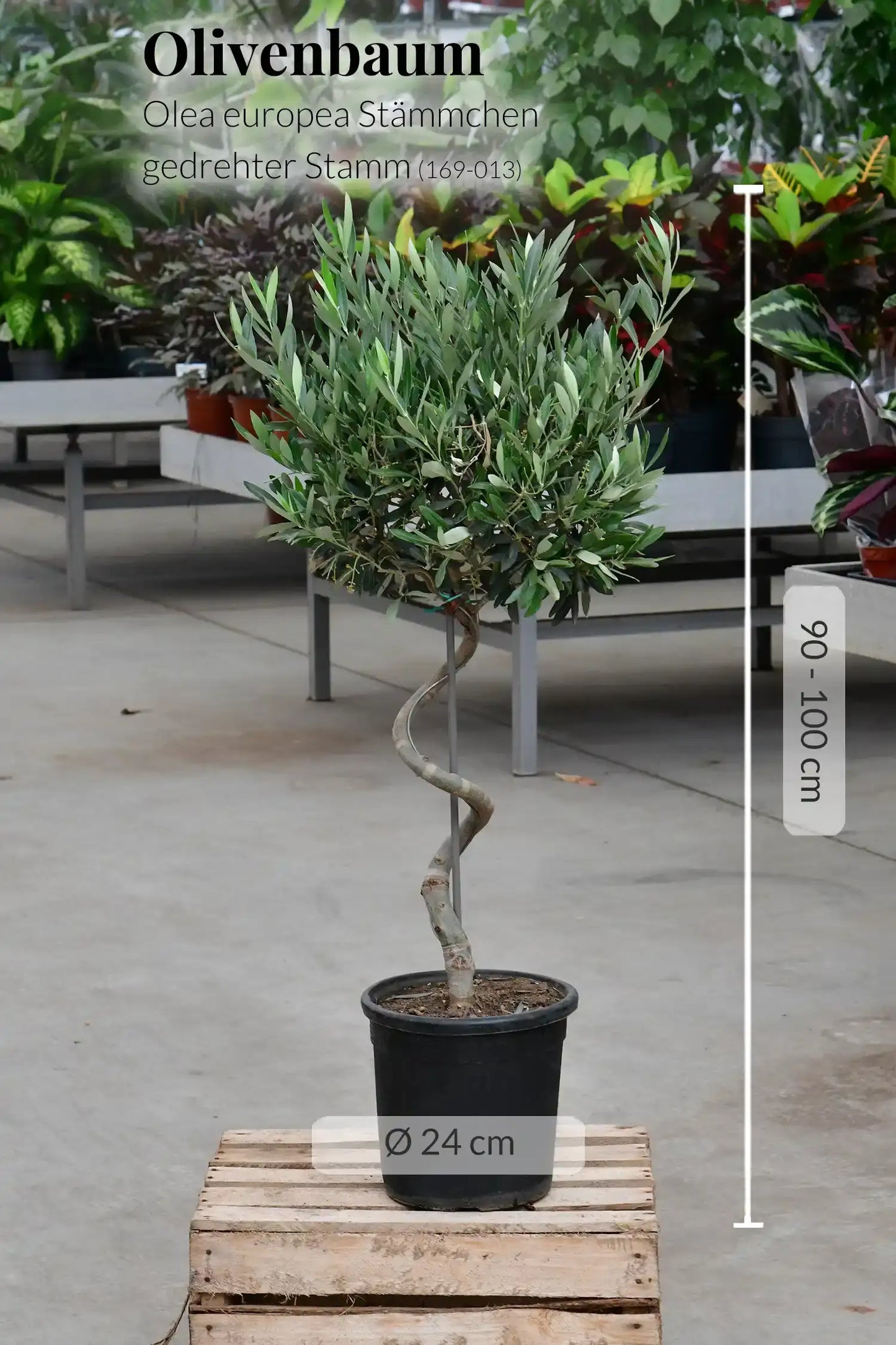 Großer Olivenbaum mit gedrehtem Stamm