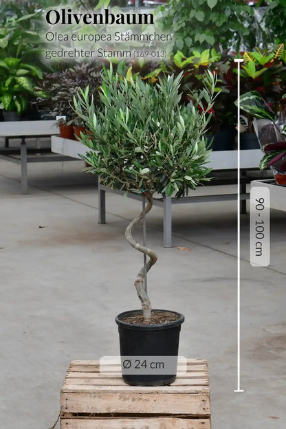 Großer Olivenbaum mit gedrehtem Stamm