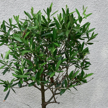 Großer Olivenbaum 110-120cm