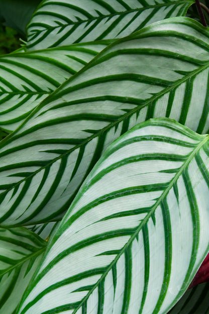 XXL Calathea Oppenheimiana, 140cm