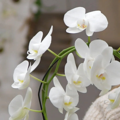 weiße, wunderschöne blüten am orchideenbogen