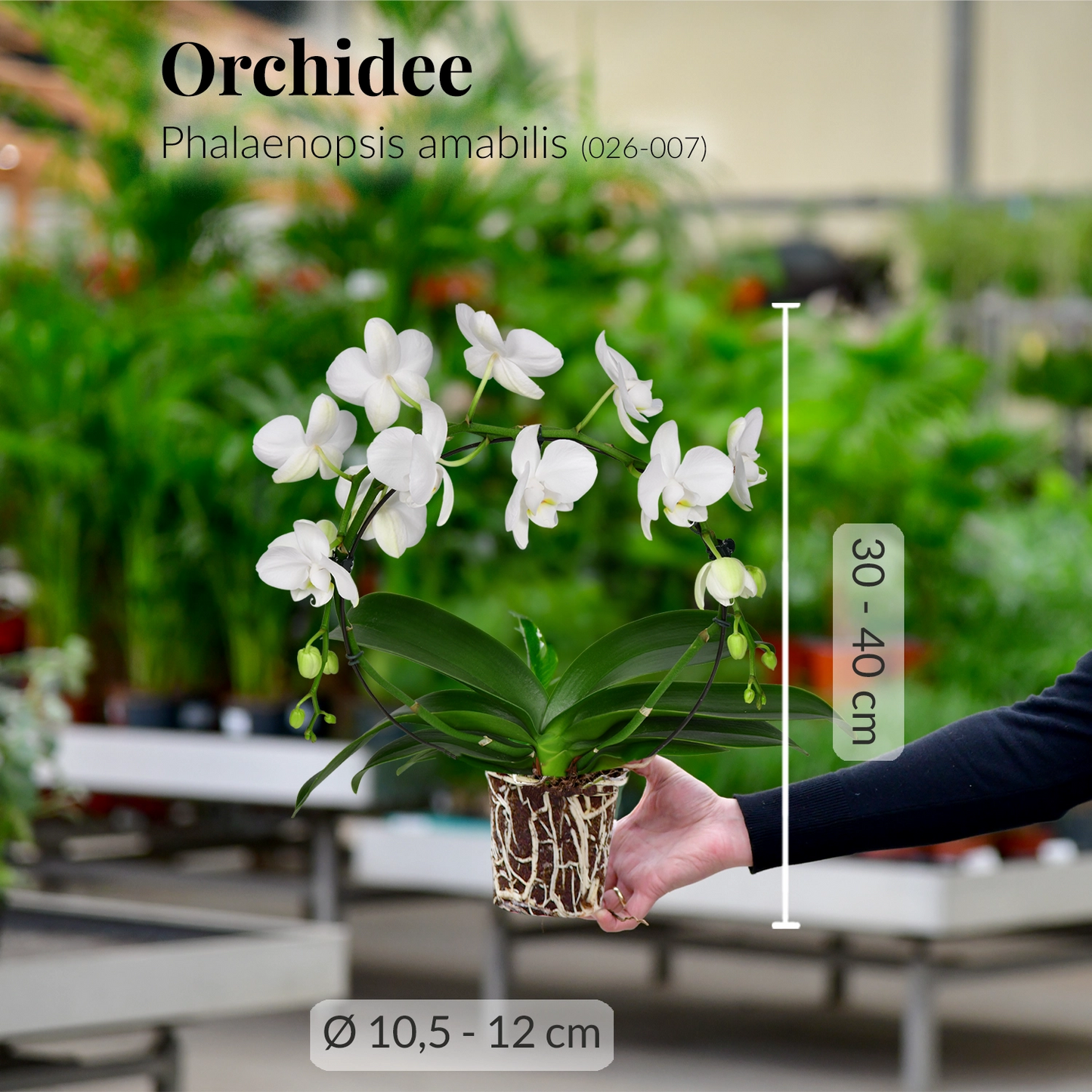 Frische orchidee pflanze mit wurzeln direkt beim Gärtner