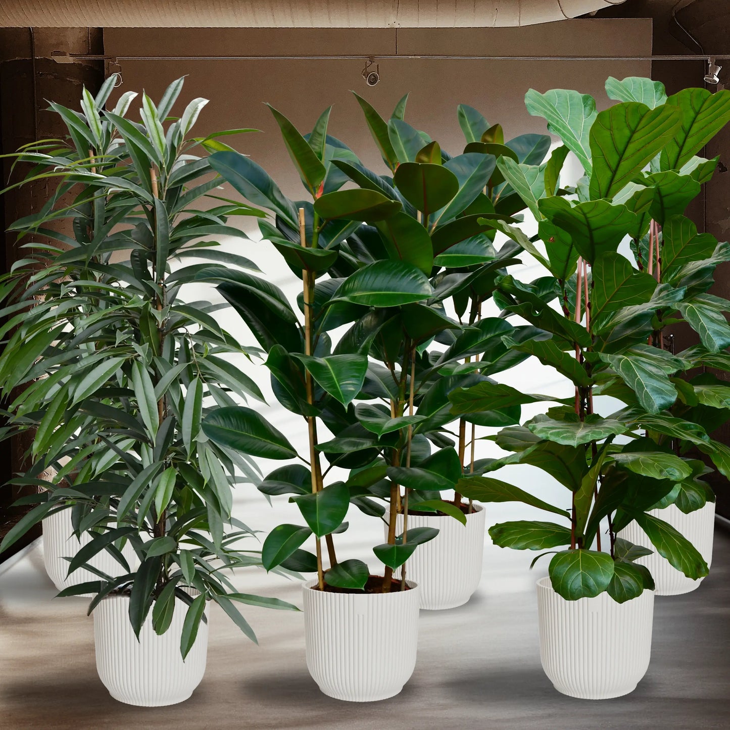 6er Set XXL Büropflanzen Ficus