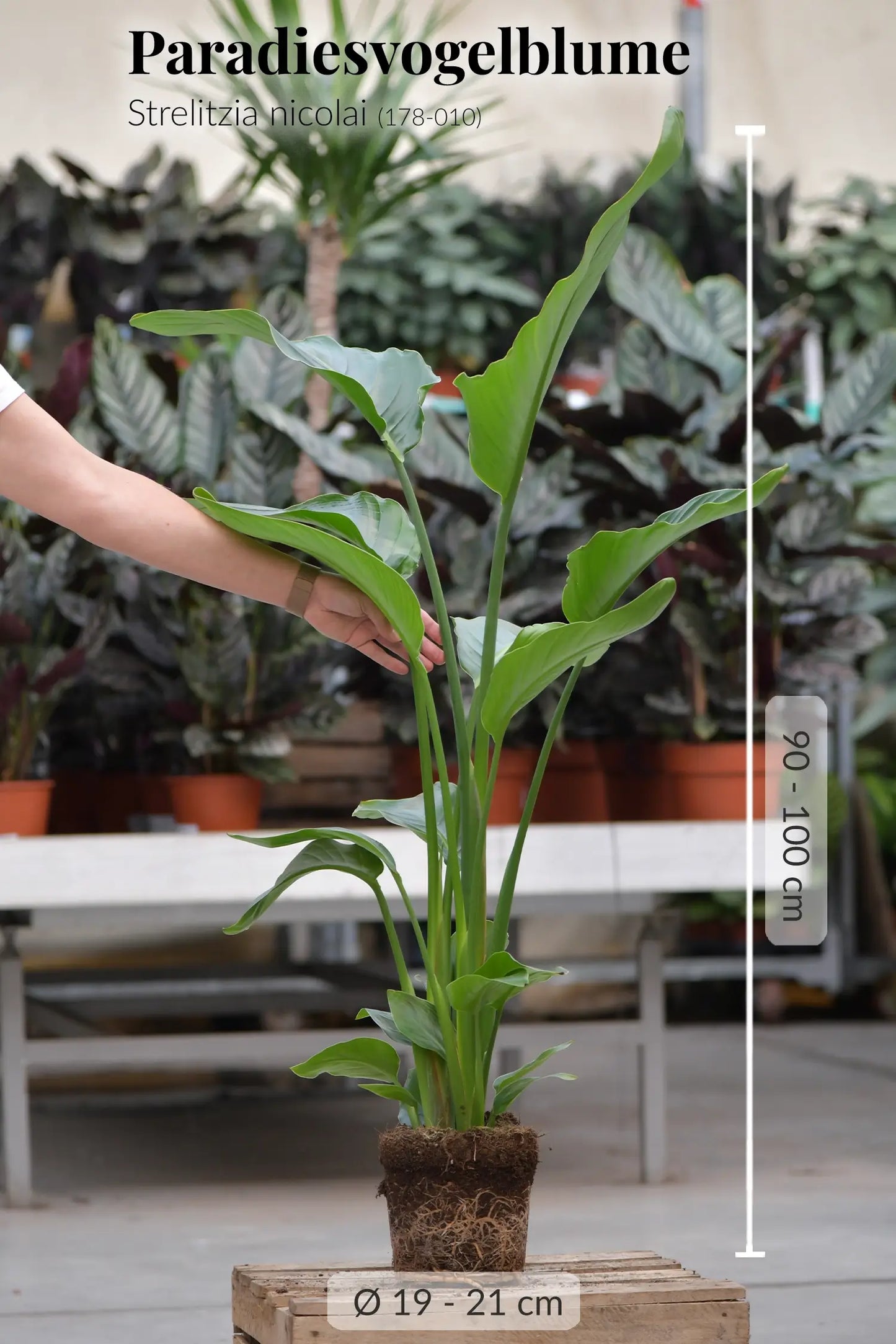 Frische Paradiesvogelblume Strelitzia beim Gärtner mit Wurzeln