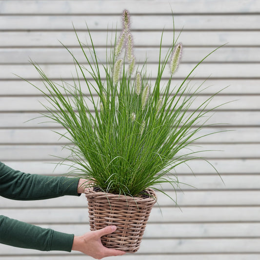 Pennisetum Hameln Gras in L mit Putzern