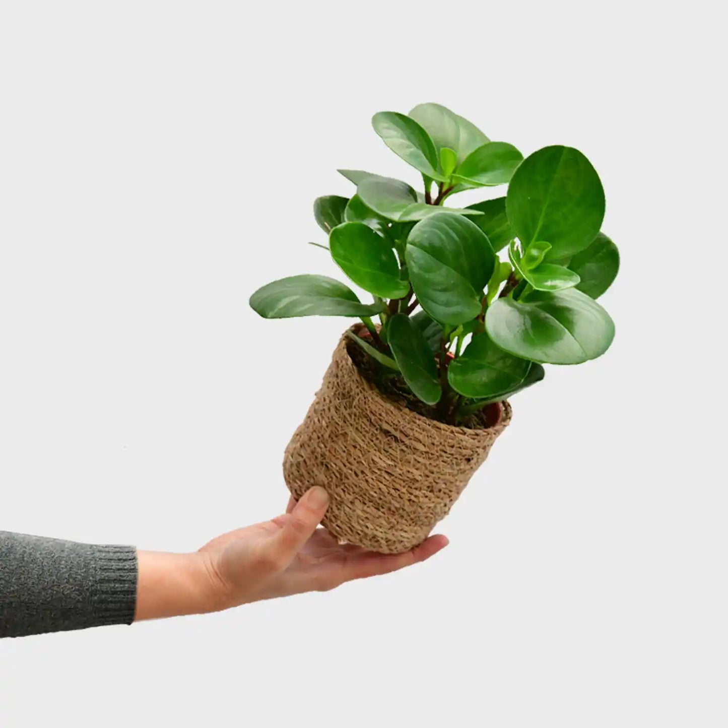 Peperomia obtusifolia