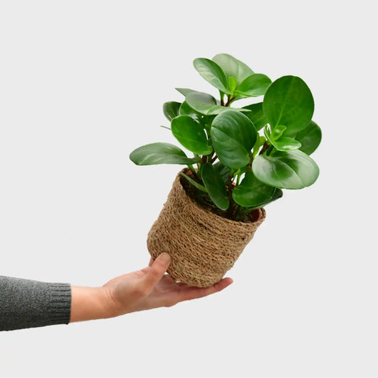 Peperomia obtusifolia