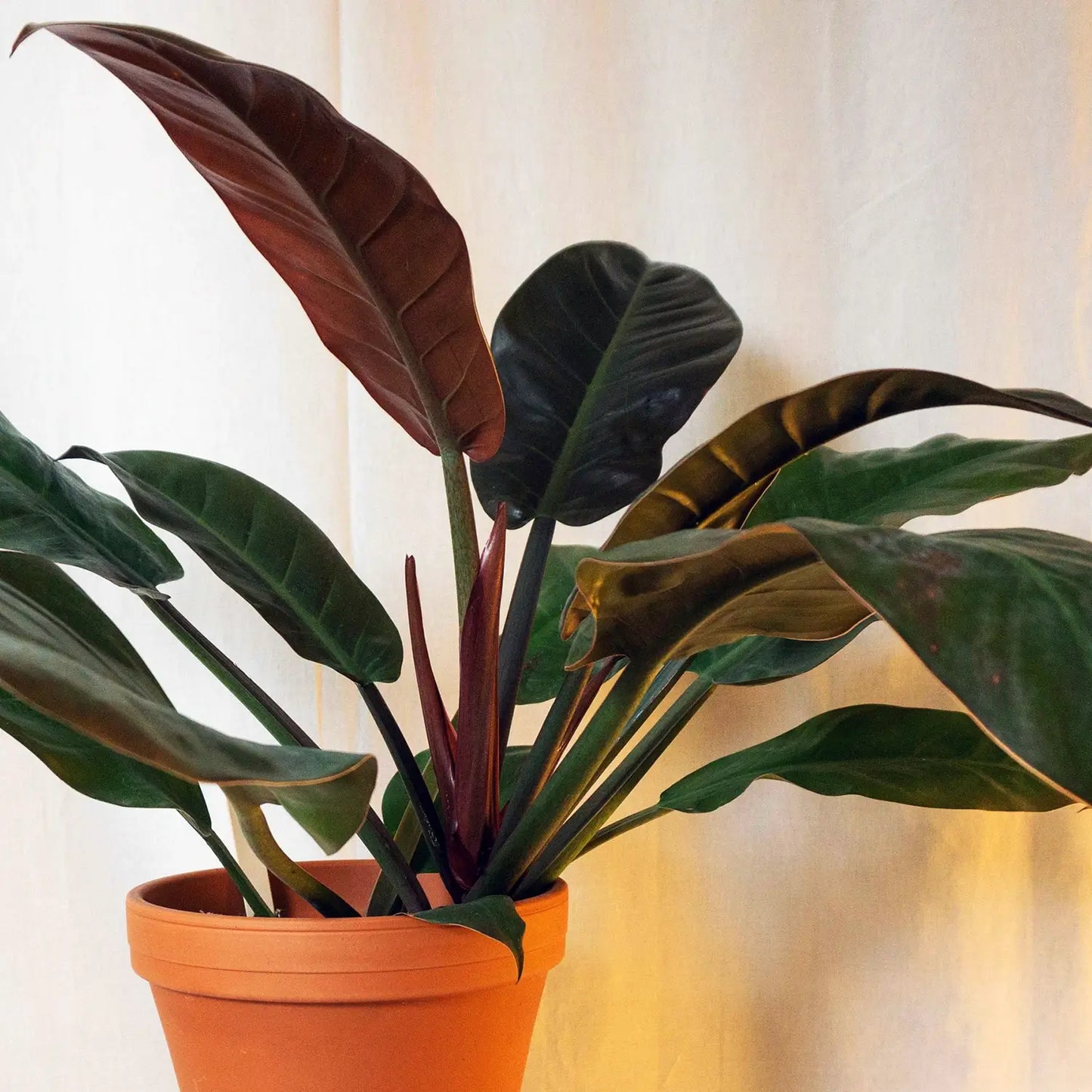 Philodendron Imperial Red No.17