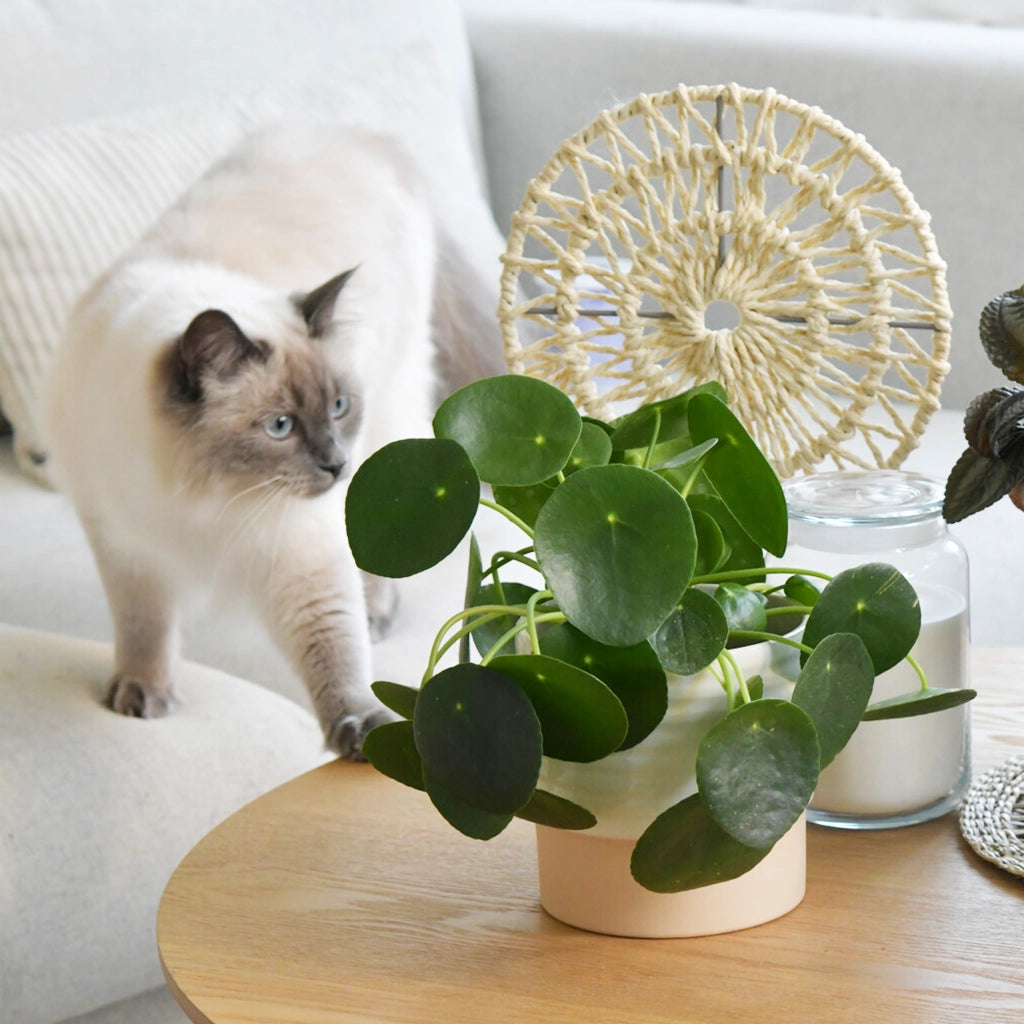 Pilea peperomiodes in Keramiktopf auf Wohnzimmertisch mit Katze