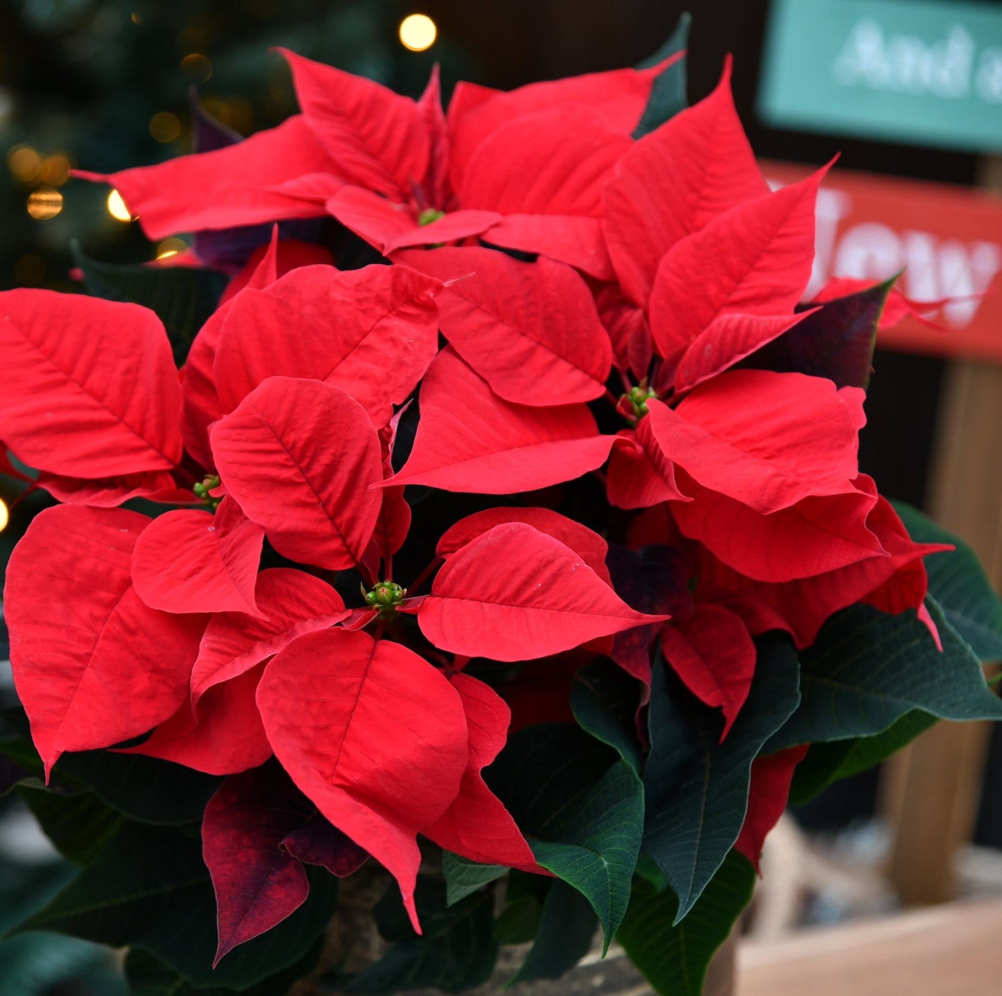 Roter Weihnachtsstern