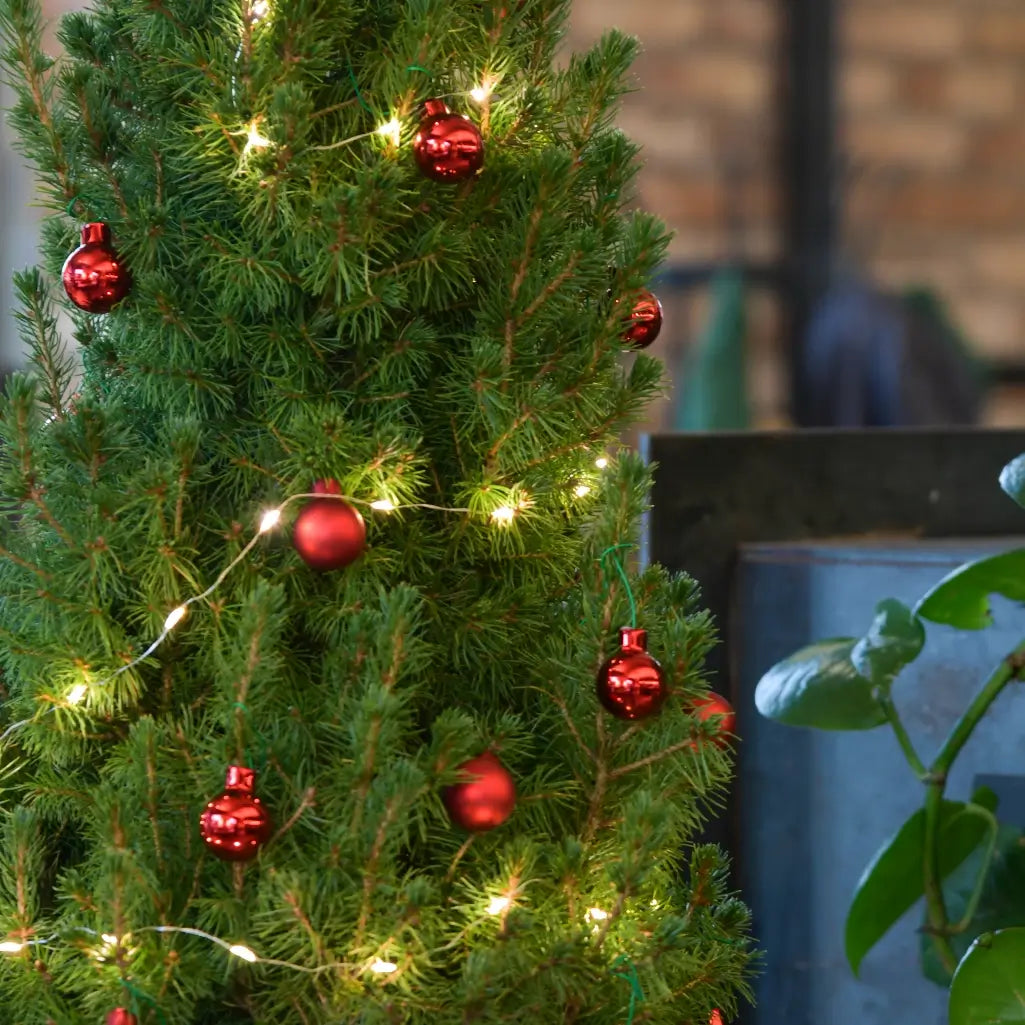 Detail der Nadeln Picea Conica mit rotem CHristbaumschmuck