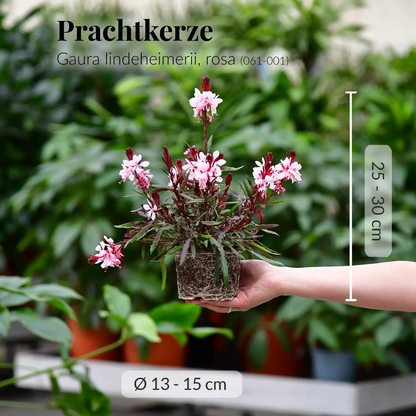 Frische Prachtkerze mit gesunden Wurzeln direkt beim Gärtner kaufen