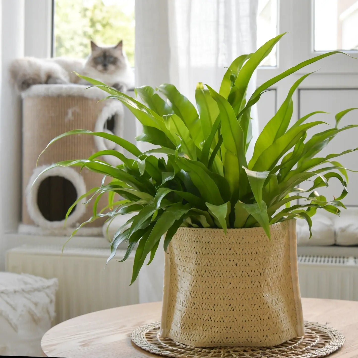 Katze schaut im Hintergrund auf prächtigen Nestfarn und entspannt auf Kratzbaum