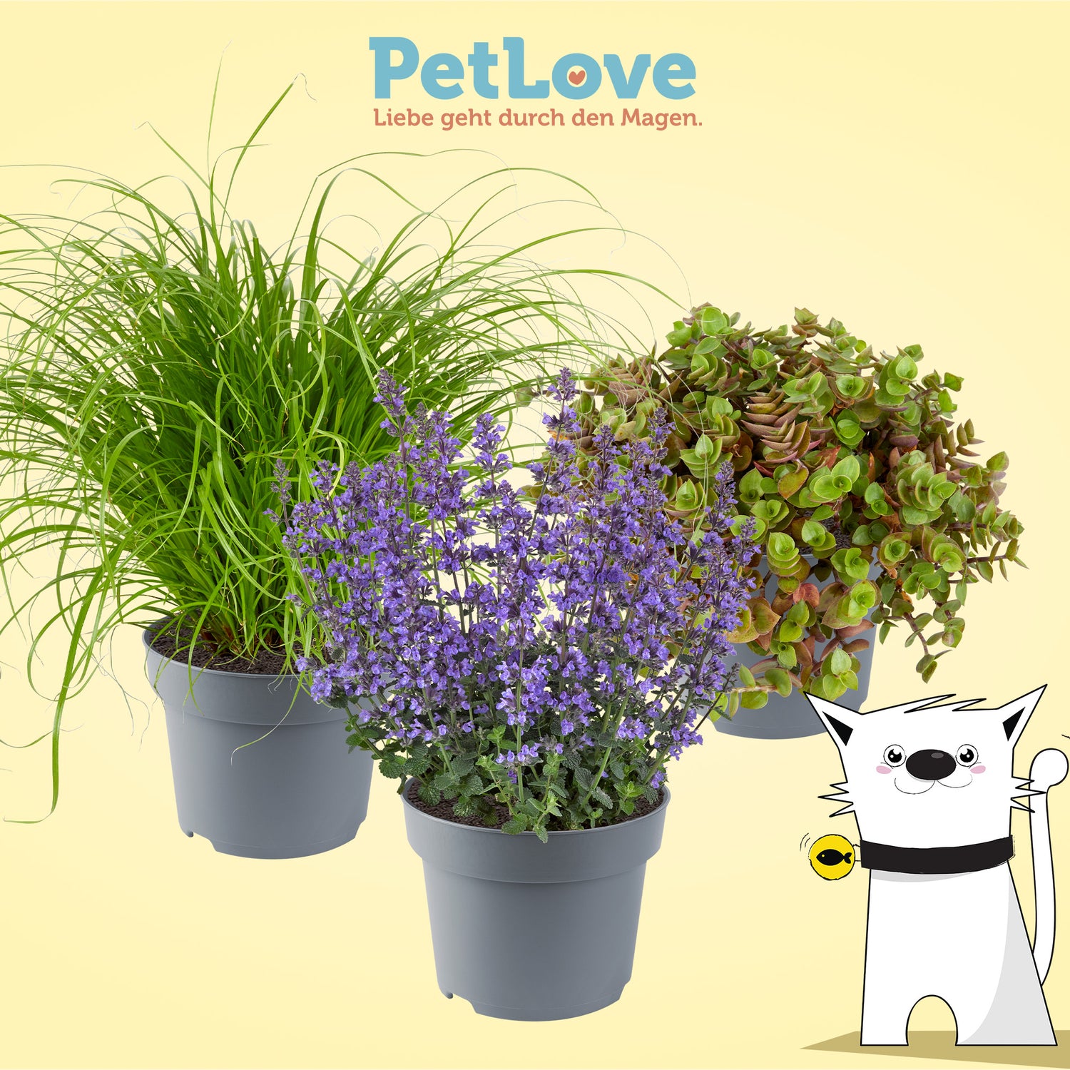 Petlove Produktbild 3er Set Futterpflanzen