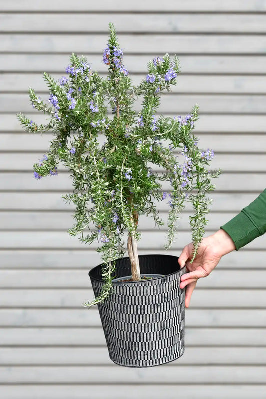 Blühendes Rosmarin Stämmchen