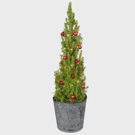 Rot geschmückter Weihnachtsbaum für das Wohnzimmer Picea Conica frisch vom Gärtner bestellen
