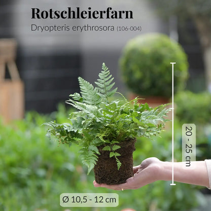 Frischer Rotschleierfarn direkt beim Gärtner mit gesunden Wurzeln