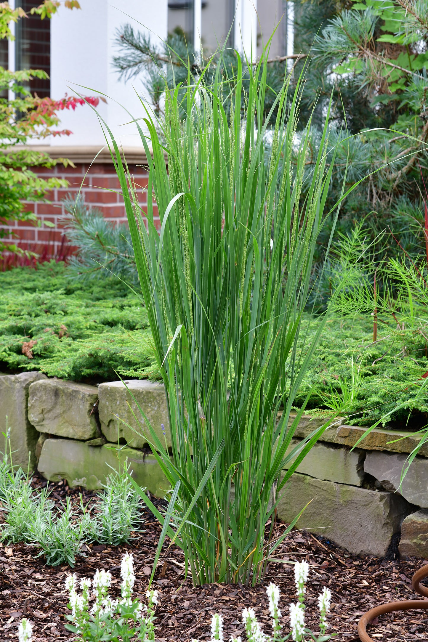 XXL Ruten Hirse Gras, 150-160cm