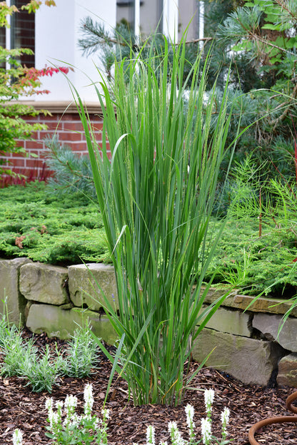 XXL Ruten Hirse Gras, 150-160cm