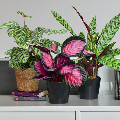 SPECIAL OFFER 3er Box Calathea Beauties