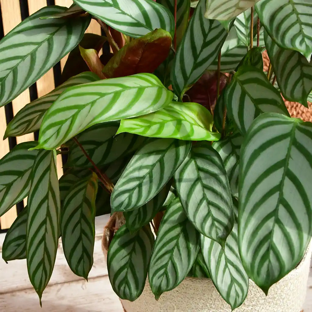 SPECIAL OFFER Calathea Compactstar