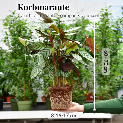 SPECIAL OFFER Calathea Compactstar