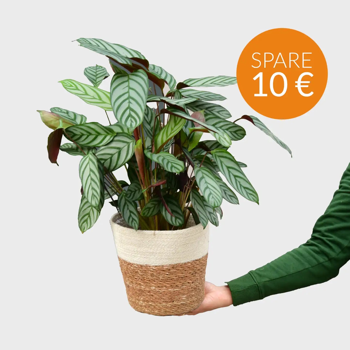 SPECIAL OFFER Calathea Compactstar