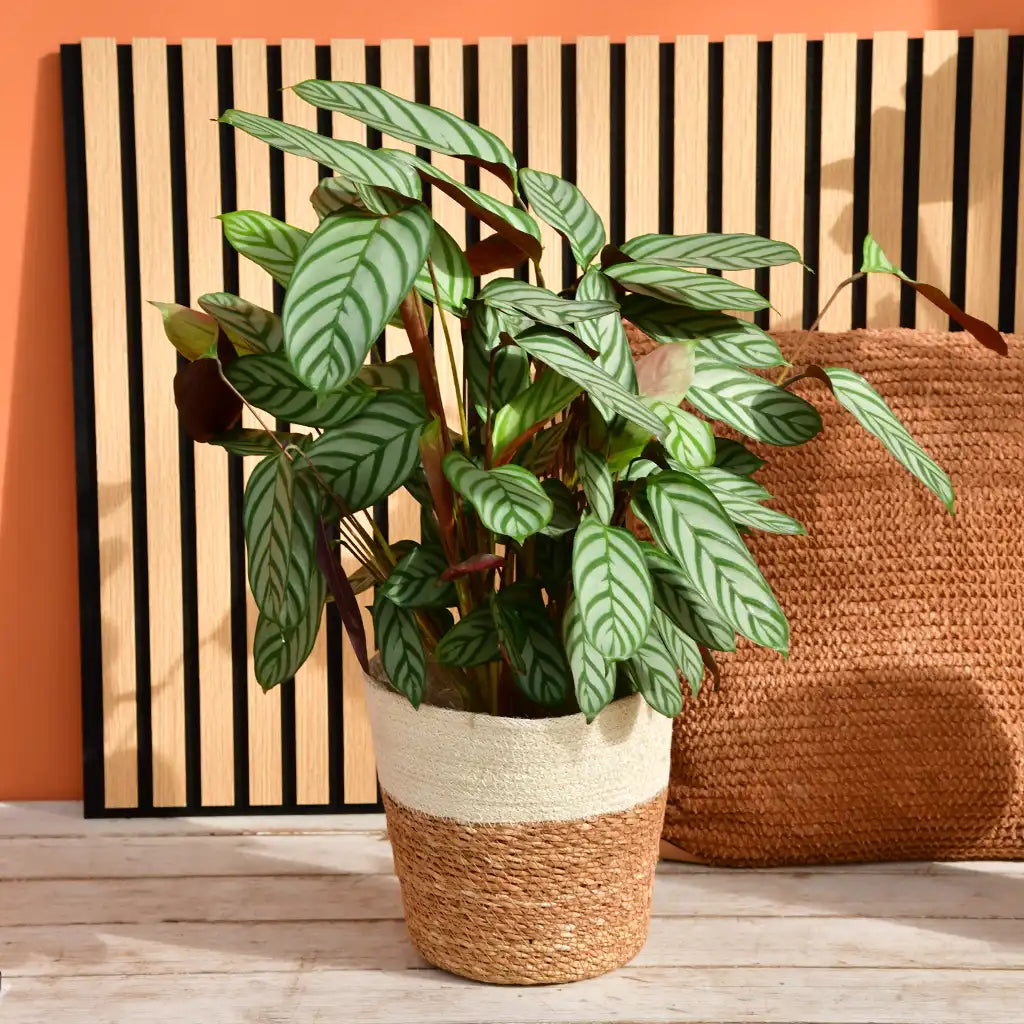 SPECIAL OFFER Calathea Compactstar