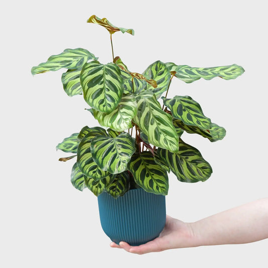 Candy Calathea Makoyana