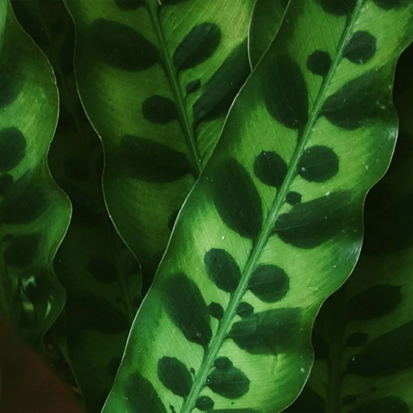 Blattmusterung der Calathea Lancifolia