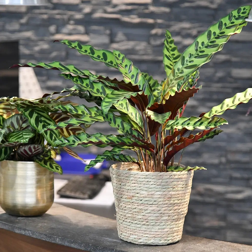 Calathea Lancifolia in Bastkorb auf einer THeke