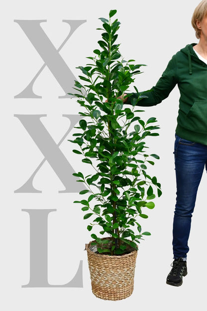 XXL Chinesische Feige Ficus Moclame, 140-150cm